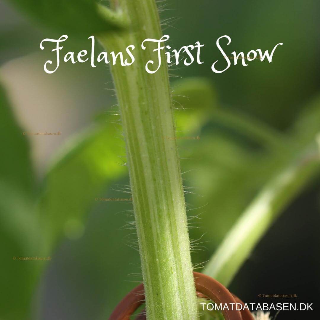 Faelan’s First Snow